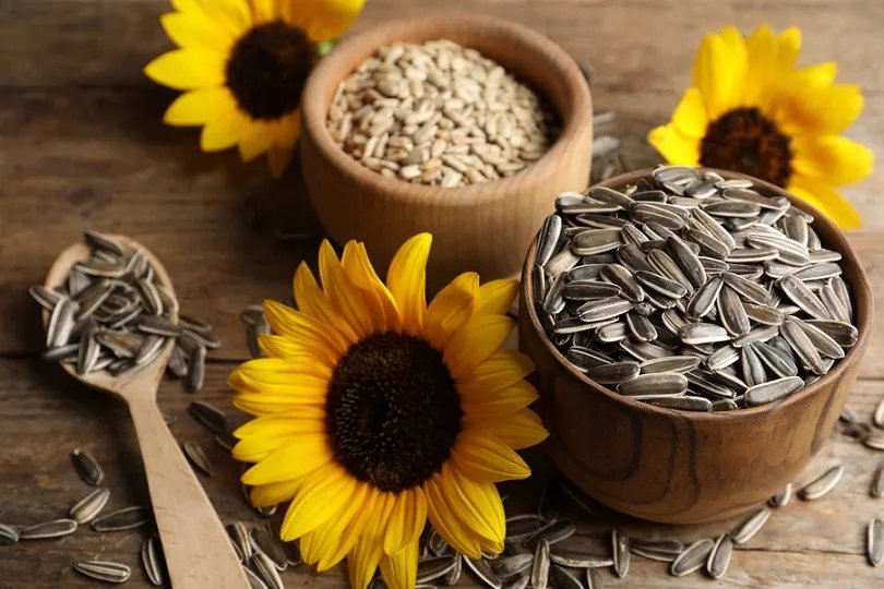 Sachet de Graines de Tournesol ( Glibettes)