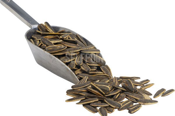 Sachet de Graines de Tournesol ( Glibettes)